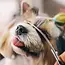 Purlov Professionele Hondenschaar Set - Complete Trimset voor Huisdieren