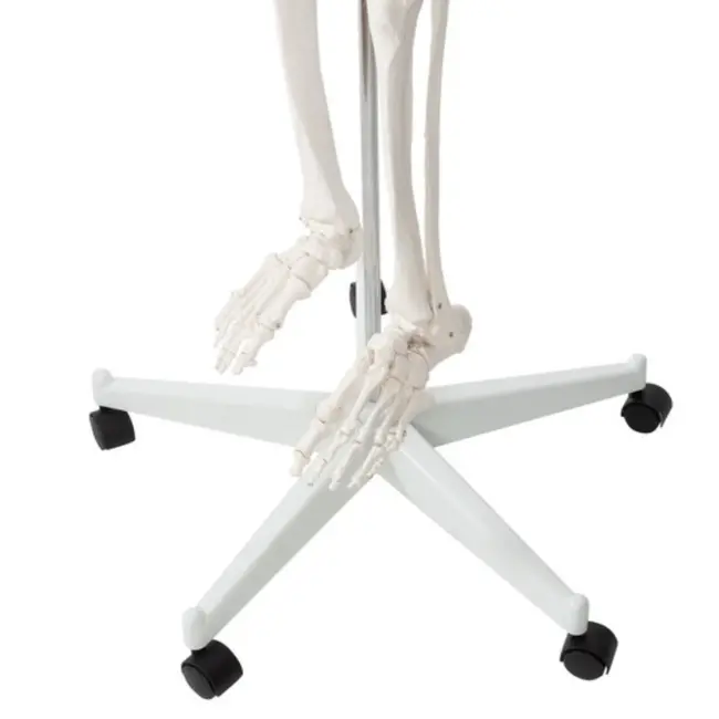 Malatec Menselijk Skelet Model 170cm - Perfect voor Onderwijs en Medische Studies