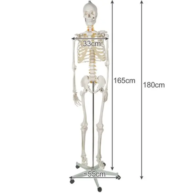 Malatec Menselijk Skelet Model 170cm - Perfect voor Onderwijs en Medische Studies