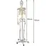 Malatec Menselijk Skelet Model 170cm - Perfect voor Onderwijs en Medische Studies