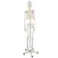 Malatec Menselijk Skelet Model 170cm - Perfect voor Onderwijs en Medische Studies