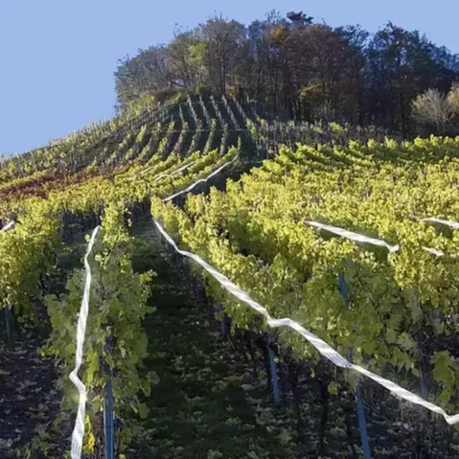 Repest Holografische Vogelafschriktape 50m - Effectieve Vogelverjaging