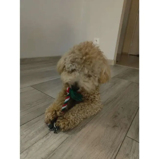 Purlov Kerstgeschenkset voor Honden - 6 Feestelijke Speeltjes - Veilig en Duurzaam