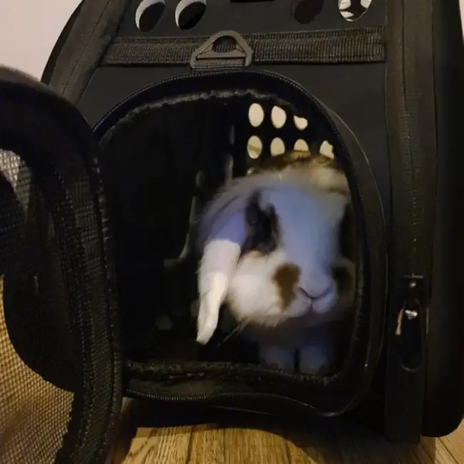 Purlov Transporter - Draagtas voor Honden en Katten - Zwart - Veilig en Duurzaam