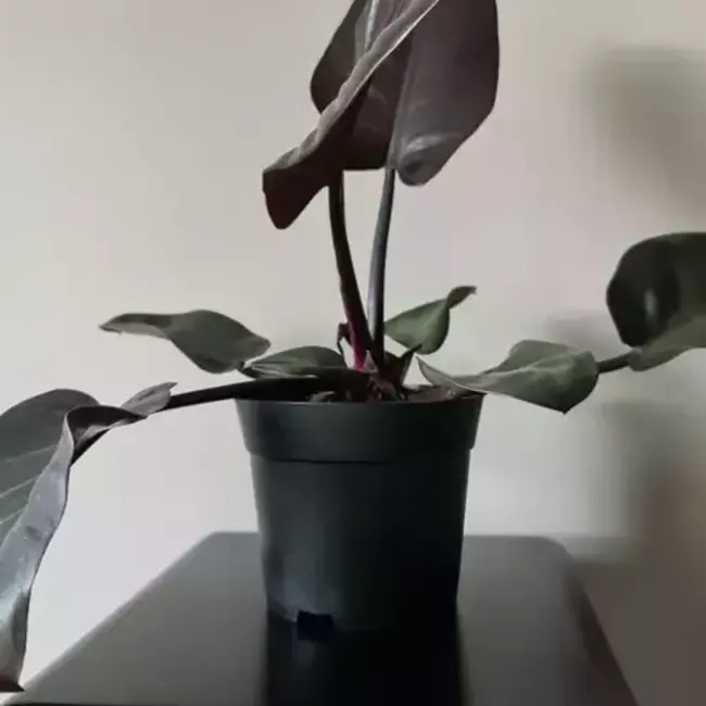 Gardlov zwarte productiepotjes Ø16cm, hoogte 13cm, 2 liter kunststof plantenpotten set 200 stuks