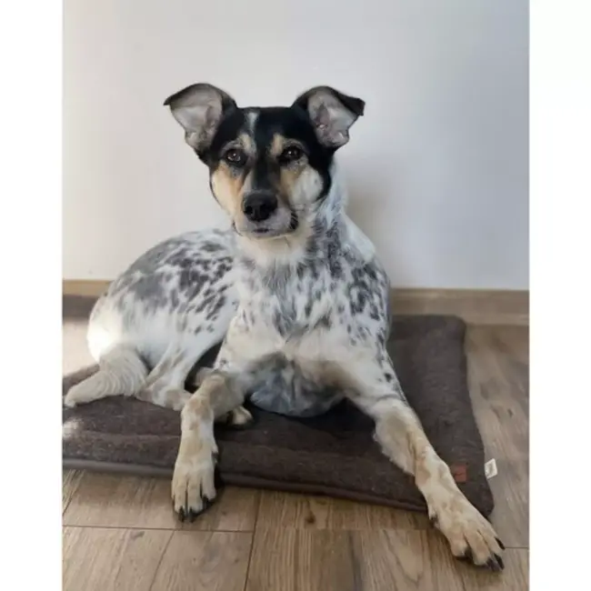 Purlov Dierenbed - Donkerbruin - 77 x 59 cm - Voor Honden, Katten en Konijnen