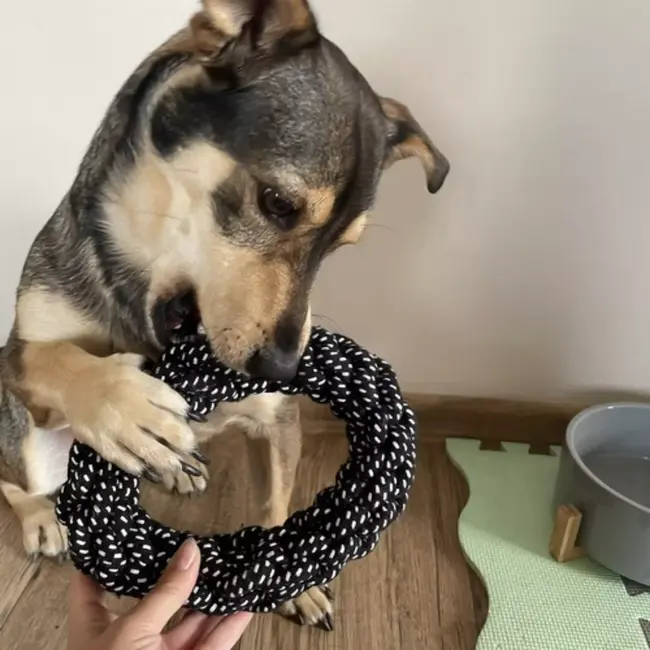 Purlov Hondenspeelgoed Set - 10-delig - Interactieve en Duurzame Speeltjes voor Honden