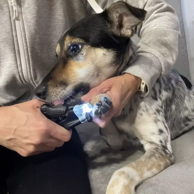 Purlov Nagelknipper Honden en Katten - LED Verlichting - Veilig en Precies