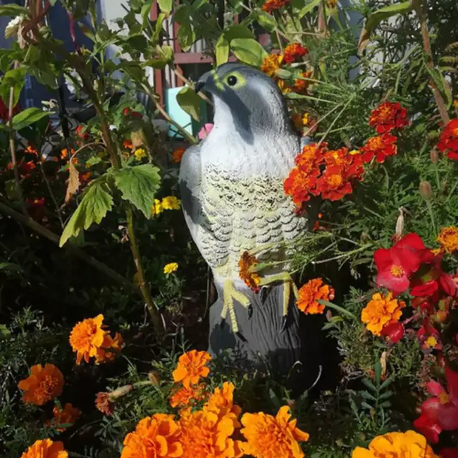 Repest Valk Vogelverschrikker - Realistisch en Diervriendelijk