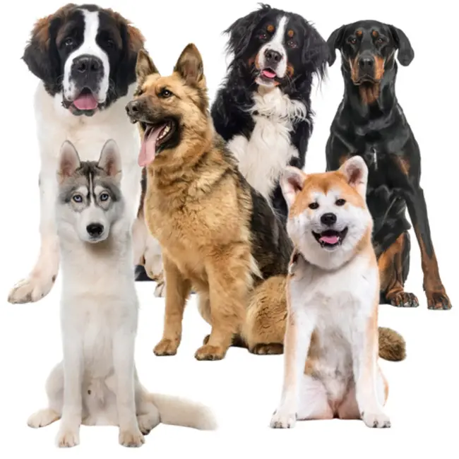 Purlov Koelmat 110x70 cm – Zelf koelende Mat voor Hond of Kat