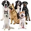 Purlov Koelmat 110x70 cm – Zelf koelende Mat voor Hond of Kat