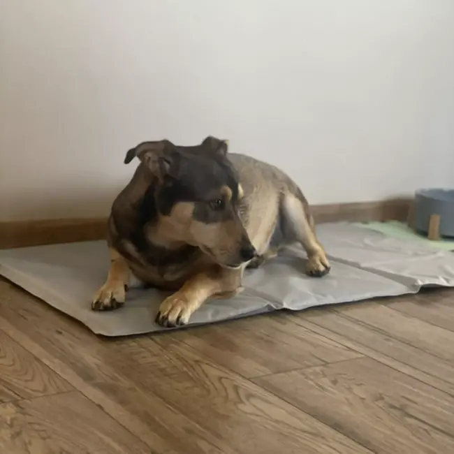 Purlov verkoelmat voor dieren 90x50 cm zelfkoelend zonder stroom of water