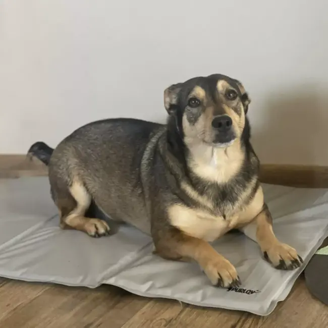 Purlov verkoelmat voor dieren 90x50 cm zelfkoelend zonder stroom of water