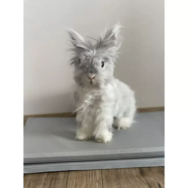 Purlov verkoelmat voor dieren 90x50 cm zelfkoelend zonder stroom of water