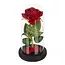 Ruhhy roos in glas – met LED-verlichting – luxe geschenk voor Moederdag