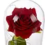 Ruhhy roos in glas – met LED-verlichting – luxe geschenk voor Moederdag