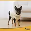 Purlov gebreide hondentrui beige S voor kleine honden