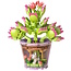 Ruhhy Creatieve bloemen bouwblokken 172 stuks – educatieve en kleurrijke 3D bouwset voor kinderen