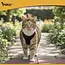 Purlov Drukvrij honden- en kattenharnas S – verstelbaar, ademend en reflecterend tuig inclusief 150 cm looplijn