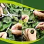 Gardlov Camouflage net 3 x 6 m voor hek, tuin of camping met 100 kabelbinders