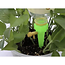 Gardlov Watergever voor Plantenpotten - Automatische Watering tot 2 Weken