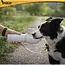 Purlov Hondenfles 550 ml met opvouwbare drinkbak, doseerknop, vergrendeling en draagriem voor je hond