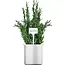 GEKO Plantenlabels 15 x 6 cm wit, schrijfbare labels voor kruiden en zaailingen, 10 stuks