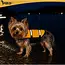 Purlov Honden Reddingsvest Maat S met Draaggreep, Verstelbare Band en Hoge Zichtbaarheid