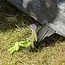 ProPlus Rotspen 40 cm - Heavy Duty - Gegalvaniseerd Staal met P-haak en Fluorescerende Kop