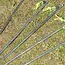 ProPlus Rotspen 40 cm - Heavy Duty - Gegalvaniseerd Staal met P-haak en Fluorescerende Kop
