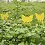 Repest Insectenvallen Set van 12 - Effectieve Bescherming voor Planten