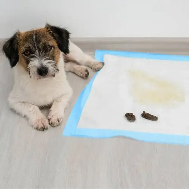 Purlov Hygiënische Onderleggers 60 x 60 cm + Poepzakjes - 100 Stuks - Absorberend en Lekbestendig