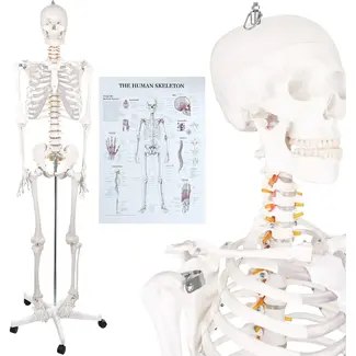 Glimz Anatomisch skelet 170 cm - schaal 1:1 - driedelige schedel en afneembare ledematen - met verrijdbare standaard en poster