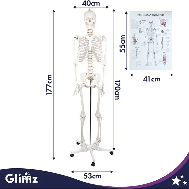 Glimz Anatomisch skelet 170 cm - schaal 1:1 - driedelige schedel en afneembare ledematen - met verrijdbare standaard en poster