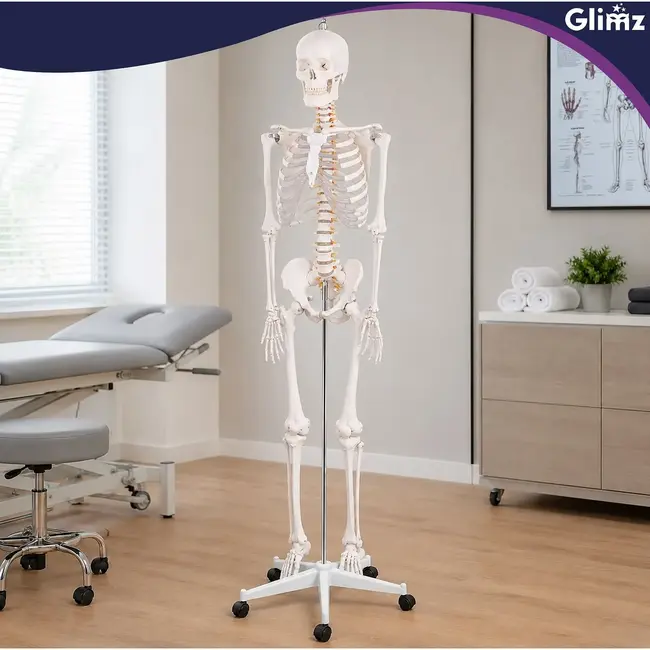 Glimz Anatomisch skelet 170 cm - schaal 1:1 - driedelige schedel en afneembare ledematen - met verrijdbare standaard en poster