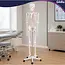Glimz Anatomisch skelet 170 cm - schaal 1:1 - driedelige schedel en afneembare ledematen - met verrijdbare standaard en poster