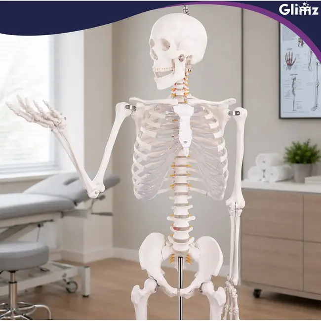 Glimz Anatomisch skelet 170 cm - schaal 1:1 - driedelige schedel en afneembare ledematen - met verrijdbare standaard en poster