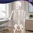 Glimz Anatomisch skelet 170 cm - schaal 1:1 - driedelige schedel en afneembare ledematen - met verrijdbare standaard en poster