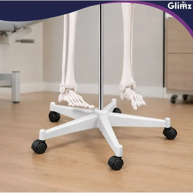 Glimz Anatomisch skelet 170 cm - schaal 1:1 - driedelige schedel en afneembare ledematen - met verrijdbare standaard en poster