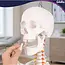 Glimz Anatomisch skelet 170 cm - schaal 1:1 - driedelige schedel en afneembare ledematen - met verrijdbare standaard en poster