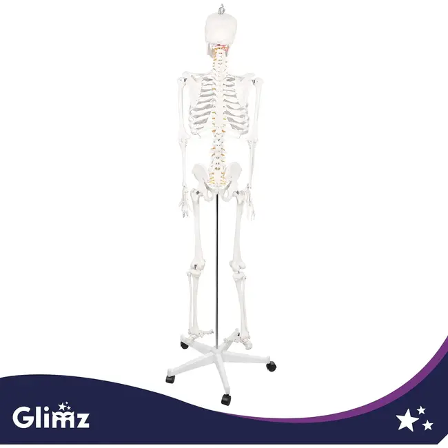 Glimz Anatomisch skelet 170 cm - schaal 1:1 - driedelige schedel en afneembare ledematen - met verrijdbare standaard en poster