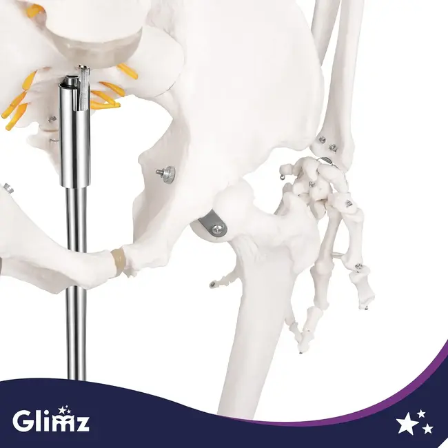 Glimz Anatomisch skelet 170 cm - schaal 1:1 - driedelige schedel en afneembare ledematen - met verrijdbare standaard en poster