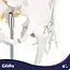 Glimz Anatomisch skelet 170 cm - schaal 1:1 - driedelige schedel en afneembare ledematen - met verrijdbare standaard en poster