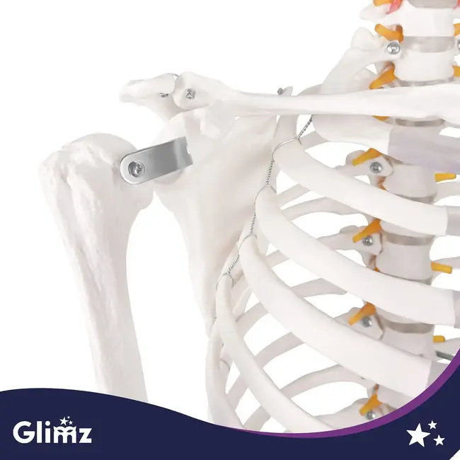 Glimz Anatomisch skelet 170 cm - schaal 1:1 - driedelige schedel en afneembare ledematen - met verrijdbare standaard en poster