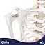 Glimz Anatomisch skelet 170 cm - schaal 1:1 - driedelige schedel en afneembare ledematen - met verrijdbare standaard en poster