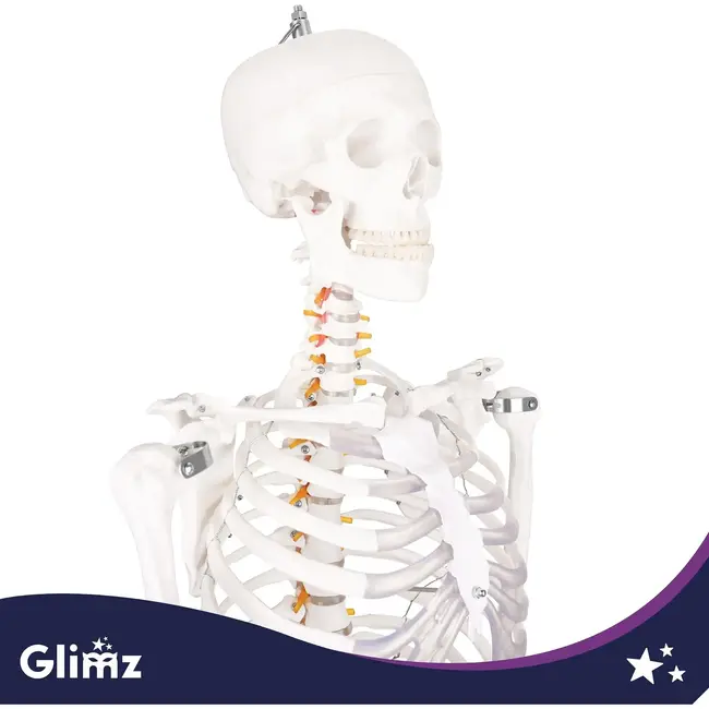 Glimz Anatomisch skelet 170 cm - schaal 1:1 - driedelige schedel en afneembare ledematen - met verrijdbare standaard en poster