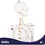 Glimz Anatomisch skelet 170 cm - schaal 1:1 - driedelige schedel en afneembare ledematen - met verrijdbare standaard en poster