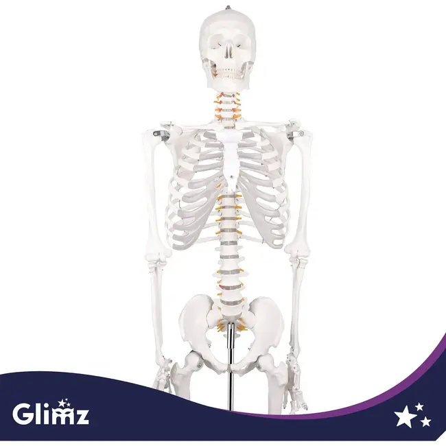 Glimz Anatomisch skelet 170 cm - schaal 1:1 - driedelige schedel en afneembare ledematen - met verrijdbare standaard en poster