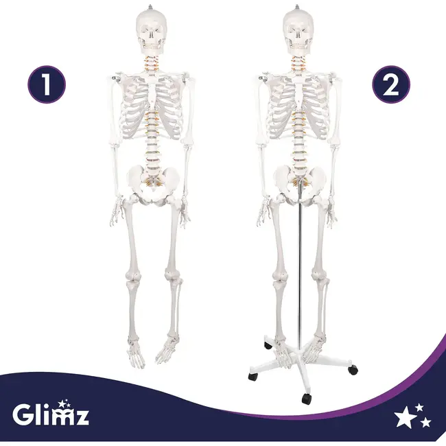 Glimz Anatomisch skelet 170 cm - schaal 1:1 - driedelige schedel en afneembare ledematen - met verrijdbare standaard en poster