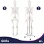 Glimz Anatomisch skelet 170 cm - schaal 1:1 - driedelige schedel en afneembare ledematen - met verrijdbare standaard en poster